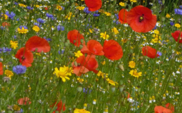 Vignette Fleurs