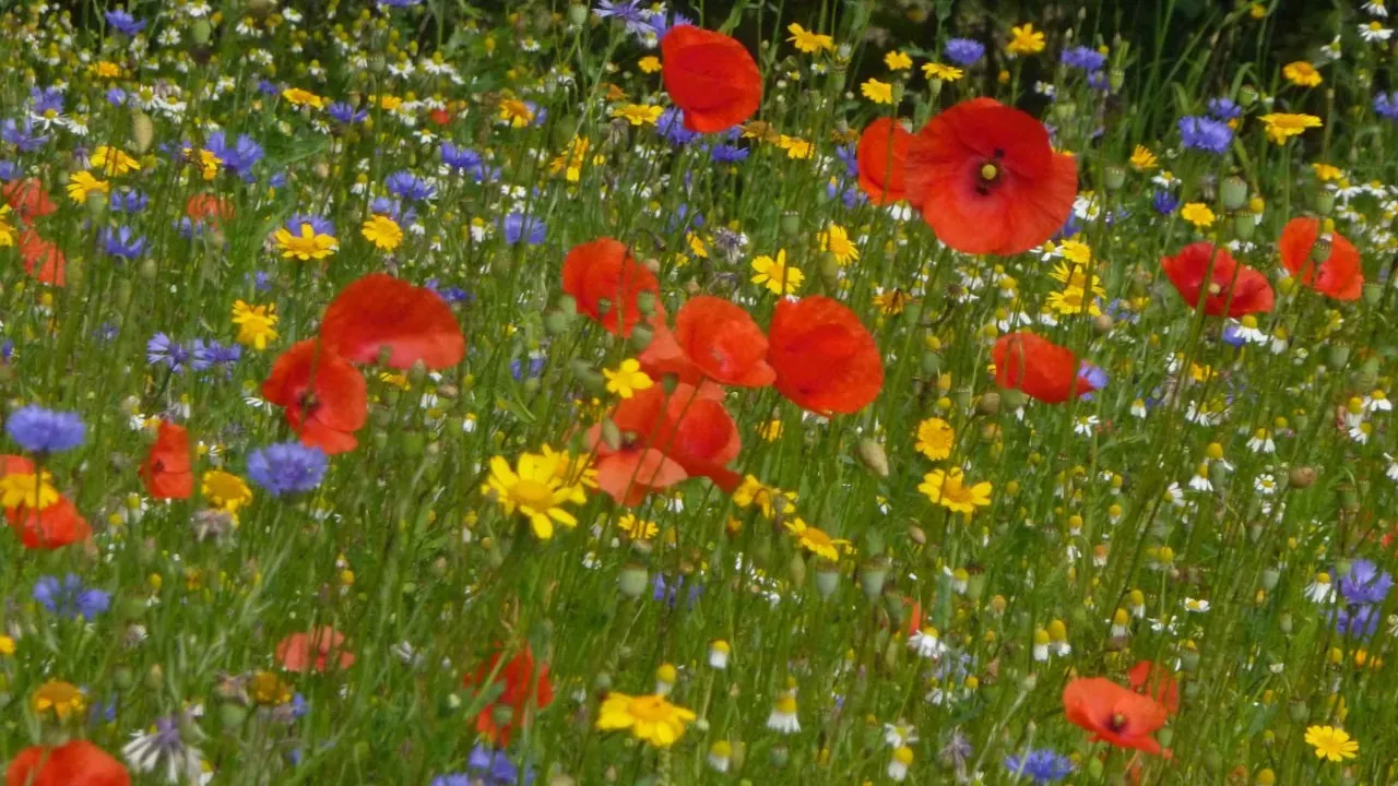 Quiz L'orthographe des fleurs