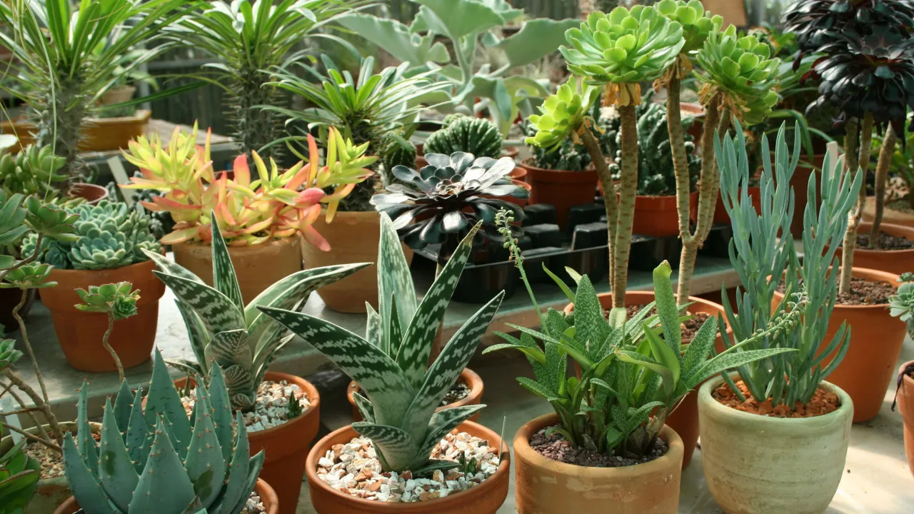 Quiz Plantes toxiques 2