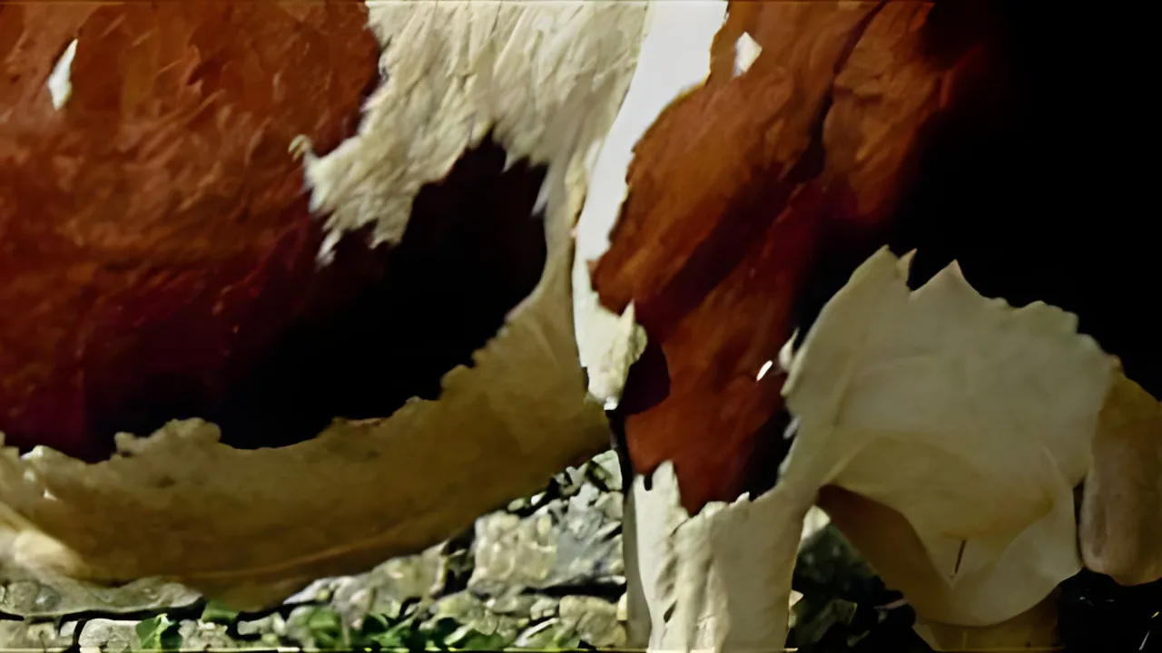 Quiz Les animaux de la ferme