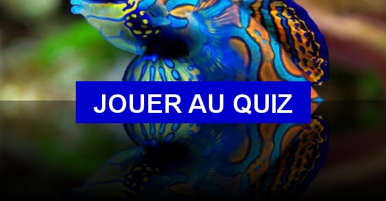 Quiz Les Poissons Les Plus Impressionnants Et Beaux quiz-les-poissons-les-plus-impressionnants-et-beaux