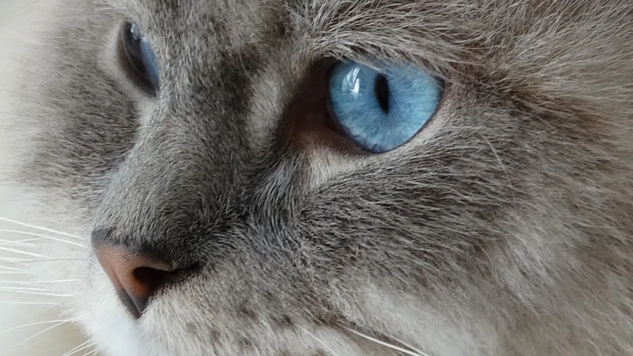 Test Es-tu plus chien ou chat ?
