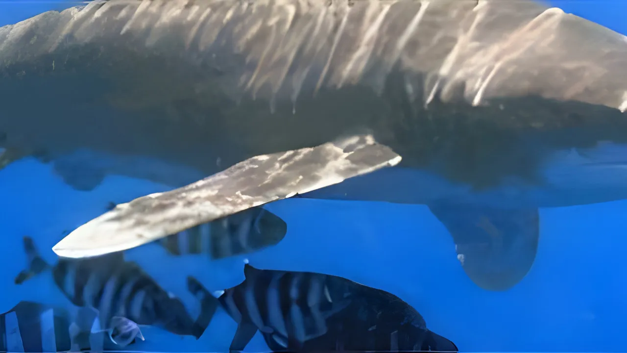 Quiz Les requins
