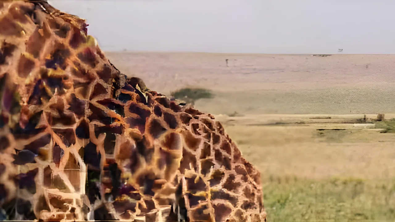 Quiz Les animaux d'Afrique