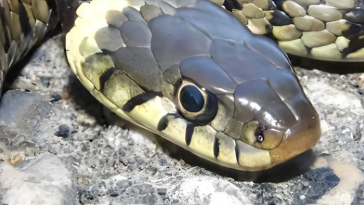 Quiz Le serpent des blés
