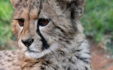 Quiz Guepard
