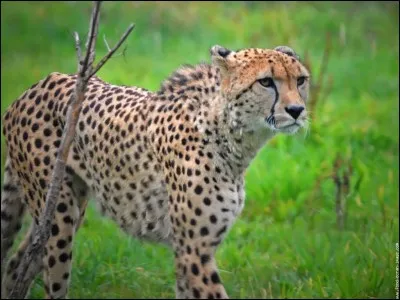 Quel est le nom scientifique du guépard ?