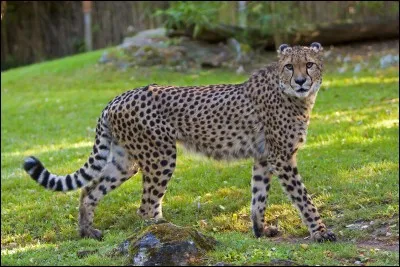 À celui de quel animal son corps ressemble-t-il ?