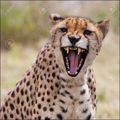 Quel est le cri que fait le guépard en colère ?