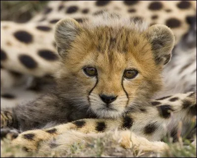 Combien pèse le petit guépard à la naissance ?