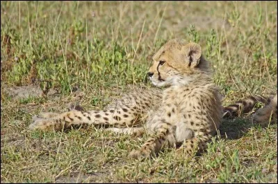 Dans la nature, le guépard vit environ...