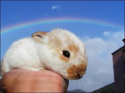 Quel est le record du lapin le plus gros mangeur ?