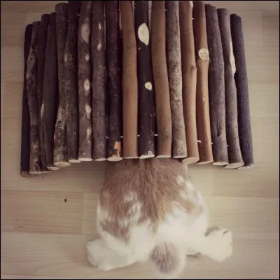 Quelles sont les conséquences de la myxomatose (maladie) sur les lapins ?