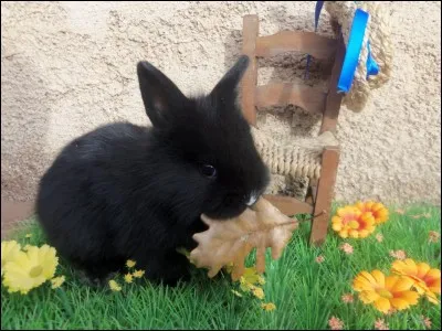 Quel est le prédateur principal du lapin ?