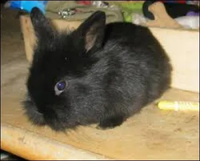 Le lapin peut-il ressentir votre humeur ?