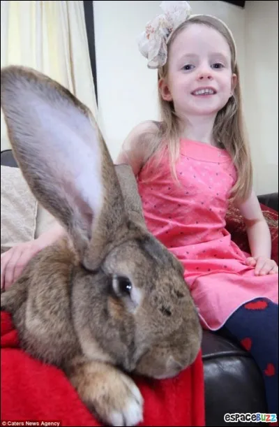 Quel est le record du plus gros lapin ?