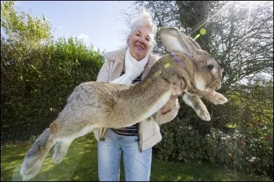 Quel est le record du plus grand lapin du monde ?