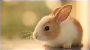 Quiz Lapins