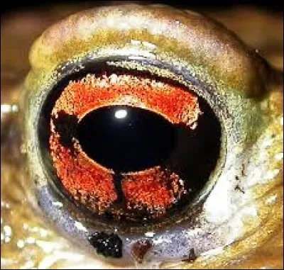 Pas très dur celui-ci. A qui appartient-il ?