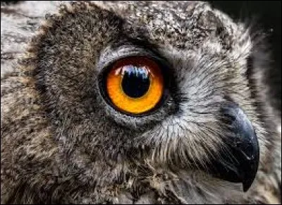 Quel est cet animal ?