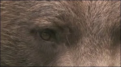 A qui appartient cet il ?