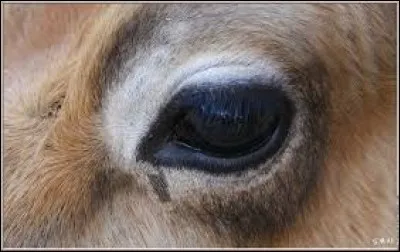 Et celui-là... Il est à qui ?