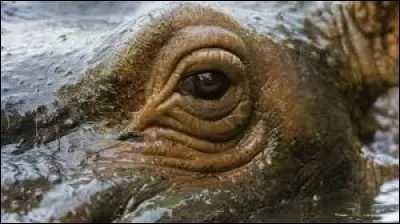 Quel est cet animal ?