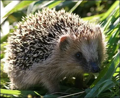 Il faut sauver le hérisson qui va disparaître d'ici 10 ou 15 ans. Quel est le plus grand danger pour l'ami des jardiniers ?