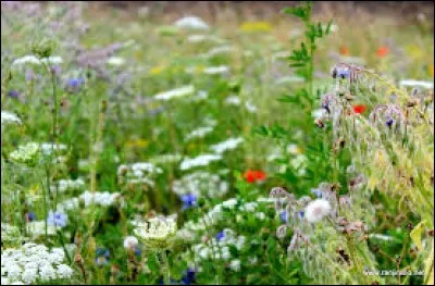 Selon la comptine, où sont les colchiques ?