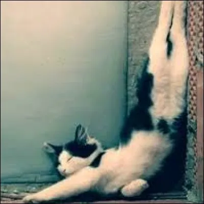 La posture de mon chat est vraiment plus ... que d'habitude.