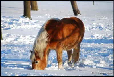 Quelle est cette race ?