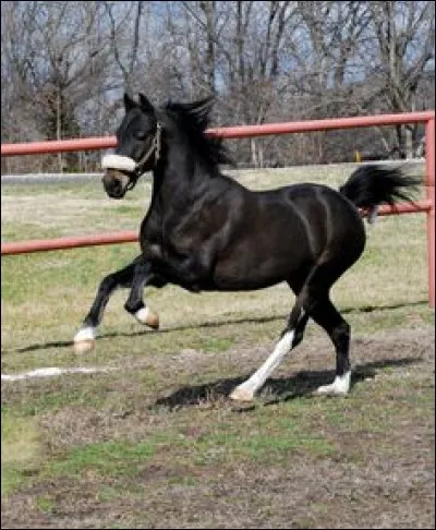 Quelle est cette race ?