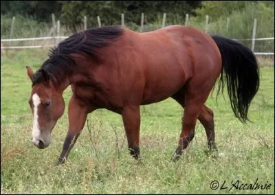 Quelle est cette race ?