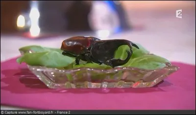 Qu'aime-t-il manger ?