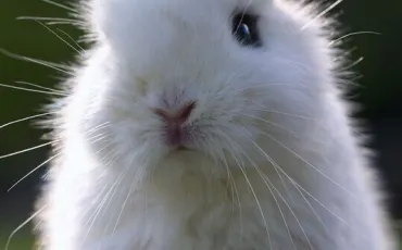 Quiz Lapins