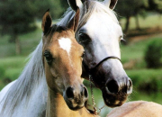 Quiz Robes et races de chevaux ou poneys