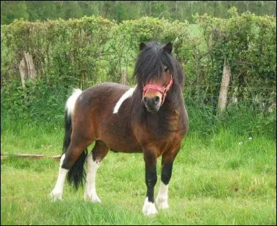 Quelle est cette race ?