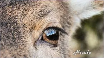 Magnifique oeil, plutôt connu. Indice : c'est l'oeil d'un animal de la forêt, lequel ?