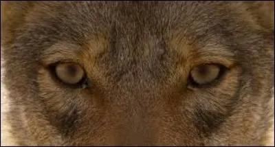 À quel canidé appartiennent ces beaux yeux ?