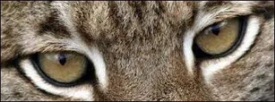 Retrouve le propriétaire de ces yeux perçants.