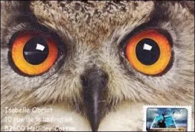 Avoir de beaux yeux rime avec oiseau preux (même si je ne suis pas sûr que celui-ci en soit un...). Lequel ?