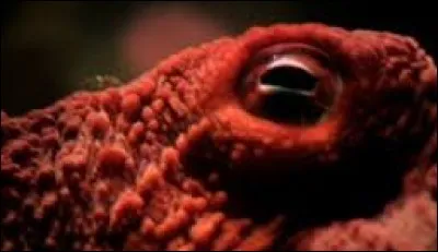 Créature des eaux 
D'où tiens-tu ces yeux
Aussi beaux et majestueux ?