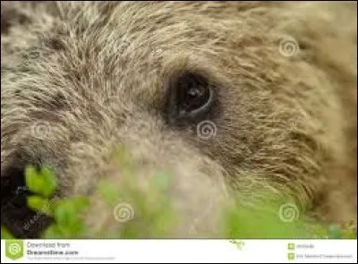 Sur cette photo,seul le pelage peut vous aider...ou pas.