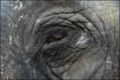 L'oeil est petit mais l'animal est grand.