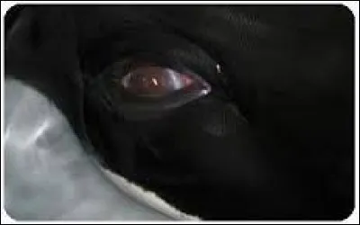 J'aime bien quand le noir et le blanc sont ensemble, ça fait un super style. Voici :