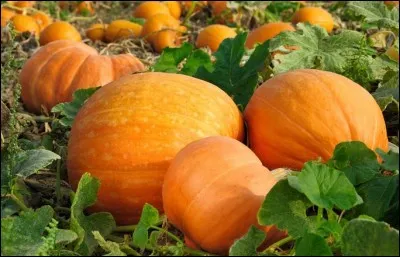 Fouette cocher, trouve la princesse !