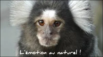 Dans les zoos, combien de fois les soigneurs donnent-ils un criquet vivant ou mort aux ouistitis ?