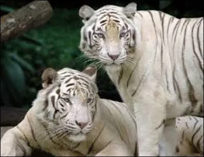 Les tigres blancs existent-ils dans la nature ? Les trouve-t-on dans la nature ?