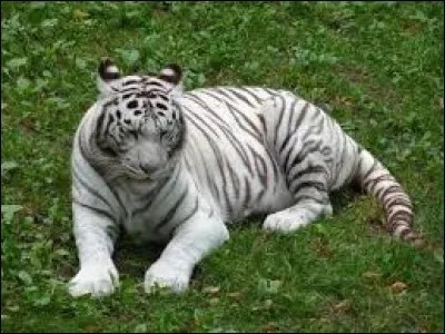 À quoi reconnaît-on un tigre d'une tigresse ?