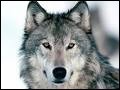 Quiz Animaux